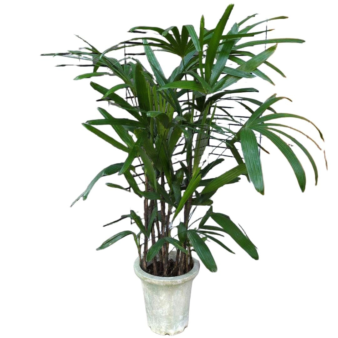 Amazon｜観葉植物 観音竹 カンノンチク 8号鉢 開運招福 縁起｜観葉